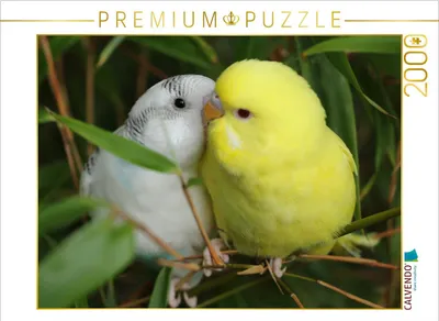Produktbild von CALVENDO Puzzle Schmusewellis 2000 Teile Puzzle quer | 2000 Teile Lege-Größe 90x67cm Foto-Puzzle für glückliche Stunden