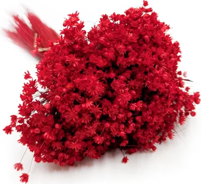 Produktbild von Glixia Getrocknete - (Glixia Marcela) - Rot