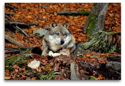 Produktbild von Premium Textil-Leinwand 120x80cm quer Premium Textil-Leinwand 120 cm x 80 cm quer Ruhender Wolf | Wandbild, HD-Bild auf Keilrahmen, Fertigbild auf hochwertigem Vlies, Leinwanddruck von None GUGIGEI