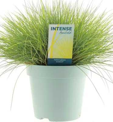 Productafbeelding van JUNAVERA Festuca glauca 'Amigold' | goudgeel schapengras voor border, terras en pot | 20 cm | 10 cm pot