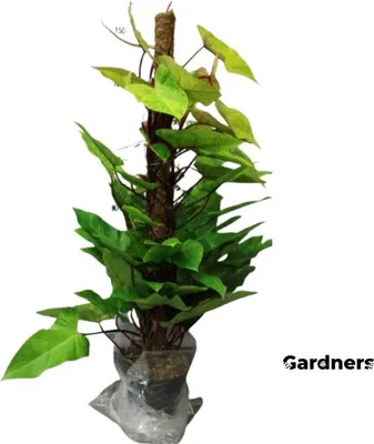 Obrázok produktu pre Gardners Philodendron Painted Lady, priemer 24 cm