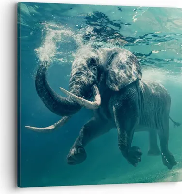 Produktbild von Bild auf Leinwand - Leinwandbild - Elefant Tier Wasser - 40x40cm - Wand Bild - Wanddeko - Wandbilder - Leinwanddruck - Bilder - Kunstdruck - Wanddekoration - Leinwand bilder - Wandkunst - AC40x40-3944
