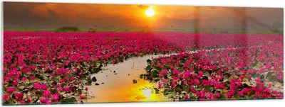 Produktbild von Bilder auf glas - See Blumen - 160x50cm - Glasbilder - Wandbilder - Bilder - Kunstdruck - zum Aufhängen bereit - Wanddekoration aus Glas - Glas Bilder - Wandbild auf Glas - Einteilig - GAB160x50-3769