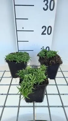 Obrázek produktu pro 6 x Phlox (s) 'Snowflake' - plamének - květináč 9 x 9 cm