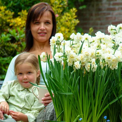 Produktbild von Narzissen Zwiebeln Winterhart Mehrjährig - Erlicheer Sommerblüte Kollektion - 25 Blumenzwiebeln - Duftende Pflanzen aus Holland - für Garten und Topf (keine Samen, nicht künstlich)