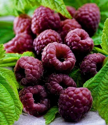 Produktbild von BALDUR Garten 1x Schwarze Himbeere Glen Coe, Pflanze im 9x9 cm-Topf, Rubus idaeus, Himbeerpflanze, winterhart, mehrjährig, blühend, Obstgehölz, süße essbare Früchte, Obst-Rarität