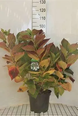 Obrázek produktu pro Hortenzie 'Teller White' (bílá/bílá) - Hortenzie 40- 60 cm Kontejner