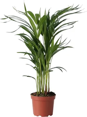 Zdjęcie produktu dla Areka - Dypsis lutescens - Wysokość 60-70cm - ⌀17cm