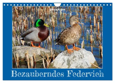 Produktbild von Bezauberndes Federvieh (Wandkalender 2027 DIN A4 quer), CALVENDO Monatskalender