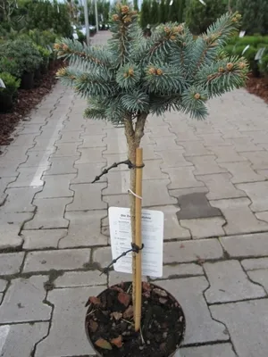 Produktbild von Picea pungens Glauca Globosa - Zwergblaufichte Stamm 40cm