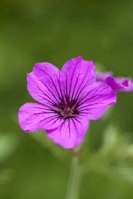 Produktbild von Geranium psilostemon 'Patricia', Storchschnabel, leuchtend pink, ca. 11x11 cm Topf