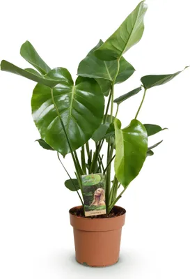 Zdjęcie produktu dla Monstera Deliciosa Roślina doniczkowa – łatwa w pielęgnacji roślina tropikalna 17 cm – wysokość ok. 50–55 cm – duża dekoracyjna roślina zielona do salonu i biura