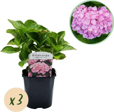 Obrázek produktu pro Hortenzie Hydrangea macrophylla Rosa - 3 rostliny na 1 m² - Ø17cm - výška 30cm