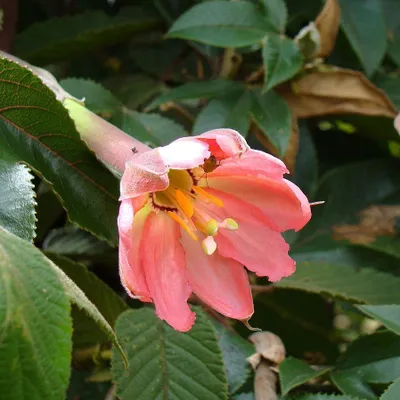 Obrázok produktu pre Bananadilla (Passiflora mollissima)  – 5 semien