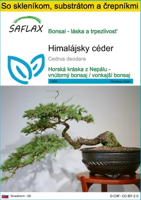 Obrázok produktu pre SAFLAX Kultivačný set - himalájsky céder - Cedrus deodara - 35 Semená - S mini skleníkom, pestovateľským substrátom a 2 črepníkmi