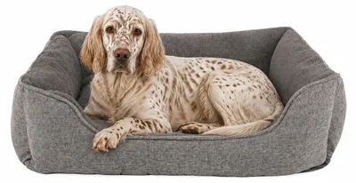 Image de lionto Canapé pour chiens, lit moderne pour chiens avec dessous antidérapant, housse amovible & intérieur en peluche, 90x75 cm, gris