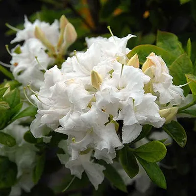 Immagine prodotto di Azalea bianca - Azalea knaphill  | 60-80 cm in vaso