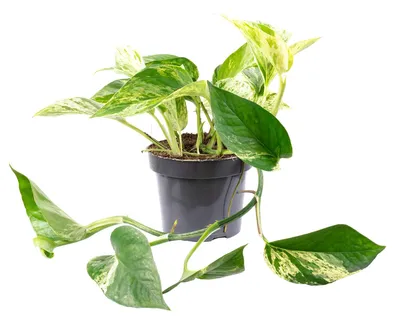 Produktbild von Efeutute - pflegeleichte Zimmerpflanze, Epipremnum aureum - Höhe ca. 15 cm, Topf-Ø 12 cm
