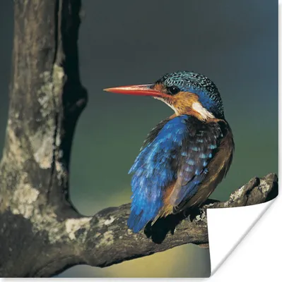 Produktbild von MuchoWow® Poster Eisvogel - Tier - Farbenfroh 50x50 cm - Wohnzimmerdekoration