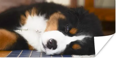 Produktbild von MuchoWow® Poster Liebenswerter Berner Sennenhund schläft ein 120x60 cm - Bild