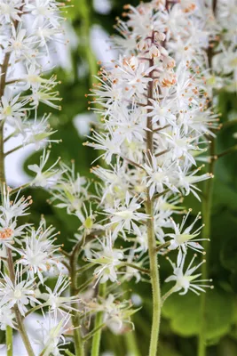 Produktbild von Tiarella cordifolia, Schaumblüte, ca. 9x9 cm Topf