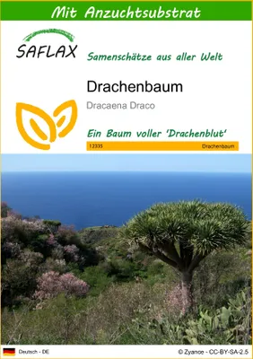 Produktbild von SAFLAX - Drachenbaum - Dracaena Draco - 5 Samen - Mit keimfreiem Anzuchtsubstrat