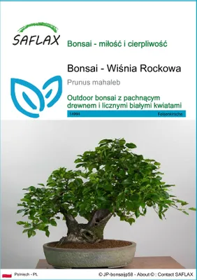 Zdjęcie produktu dla SAFLAX - Bonsai - Wiśnia Rockowa - 30 Nasiona - Prunus mahaleb