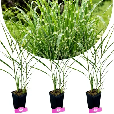 Productafbeelding van Set van 3 prachtige siergrassen – Miscanthus sinensis 'Strictus' – Tijgervachtgras – Hoogte 30-40 cm, pot van 12 cm