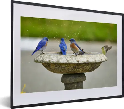 Produktbild von MuchoWow® MuchoWow® Gerahmtes Poster Vogel - Vogeltränke - Wasser 40x30 cm - Poster mit zchwarzem Bilderrahmen - Bilderrahmen - Poster im Rahmen