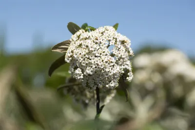 Produktbild von Viburnum 'Pragense', immergrün, 30–40 cm
