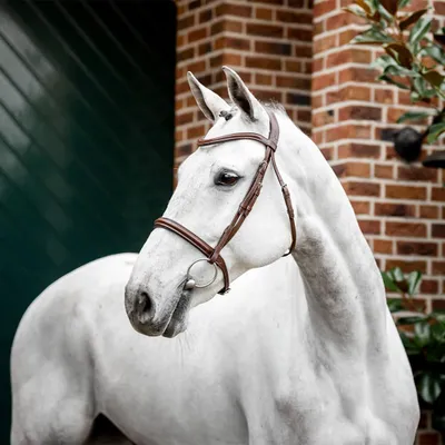 Obrázok produktu pre Sedlo Horseware Cavesson – veľkosť: teplokrvník – hnedé