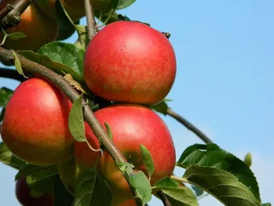 Produktbild von Malus domestica 'Ecolette' Apfelbaum, 3 Liter Topf