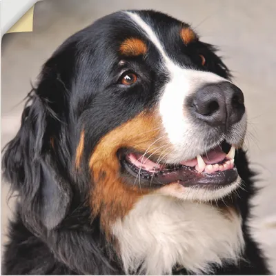Produktbild von ARTland Wandbild, selbstklebend Berner Sennenhund Größe: 40x40 cm