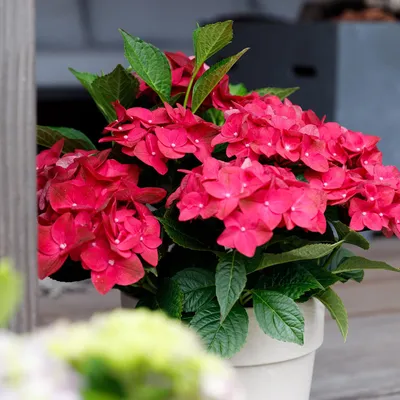 Produktbild von Green boutiQ - Balkonpflanze - Hortensie - Hydrangea Magical Teusday & Saphire - Rot - 6-10 Blumen - Topf 23cm Höhe 55cm
