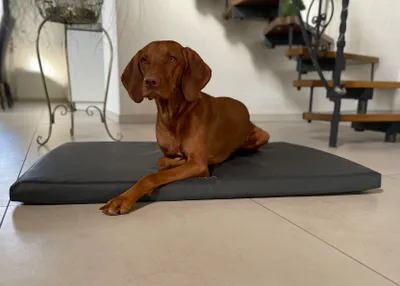 Produktbild von Petlando Orthopädisches Hundebett Milton Ortho Größe M