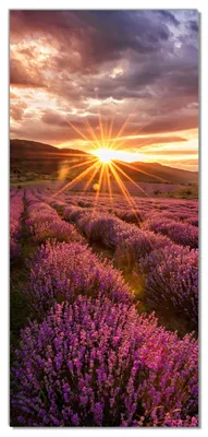 Produktbild von Wallario selbstklebende Türtapete 93 x 205 cm - Lavendelfeld bei Sonnenuntergang - Sonnenstrahlen - Abwischbar, rückstandsfrei zu entfernen