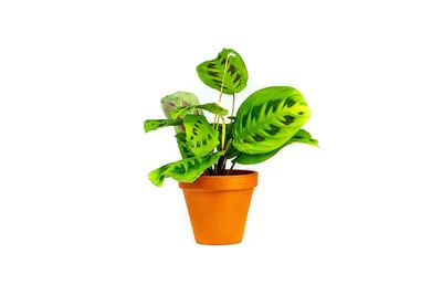 Obrázok produktu pre Gardners Marantha leuconeura Kerchoveana, priemer 12 cm