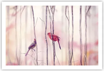 Produktbild von Poster - Poster ohne Rahmen - Vögel Kardinal Scharlachrot - 91,5x61 cm - Wand Bild - Wanddeko - Wandbilder - Kunstposter - Wandposter - Bilder - Kunstdruck - Wanddekoration - Wandbild P2XAA91x61-4256