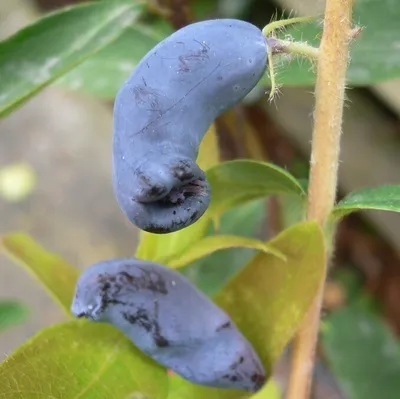 Produktbild von Sibirische Blaubeere Haskap Beere Eisbär (R) - Lonicera kamtschatica