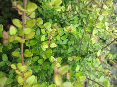 Produktbild von Heckenkirsche Baggesen's Gold - Lonicera nitida - 30-40cm