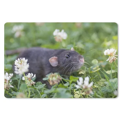 Produktbild von MuchoWow® Schreibtischunterlage Ratte zwischen Blumen 60x40 cm - XXL Mauspad - Großes Mauspad