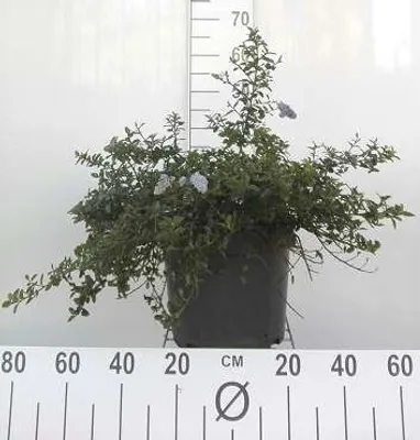 Zdjęcie produktu dla Ceanothus thyrs. 'Repens' - Säckelblume 40- 50 cm Pojemnik