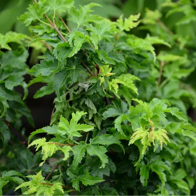 Immagine prodotto di Acer palmatum ‘Shishigashira’, acero giapponese su tronco, altezza 60 cm, vaso da 2 litri
