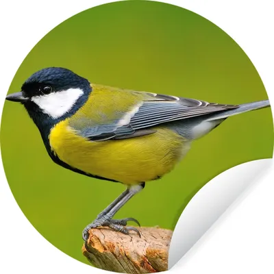 Produktbild von MuchoWow® Runde Wandtattoo - Wandsticker Tapete Aufkleber Vogel - Kohlmeise - Tiere - Grün Ø 80 cm Selbstklebend und Repositionierbar - Wandaufkleber - Kreis - Mauerkreis - Wand Bilder - Wandsticker - Wohnzimmer Dekoration - Dekoration für die Wände - Aluminium - Babyzimmer