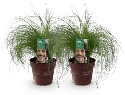 Image de Green boutiQ - Siergrassen - Stipa tenuifolia Pony Tails - Groen - 2 Planten - Bladhoudend - Weinig Onderhoud - Pot 17cm Hoogte 50cm