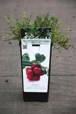 Productafbeelding van Vaccinium macrocarpon 'Pilgrim' - Cranberry 'Pilgrim' | 30-40 cm in pot