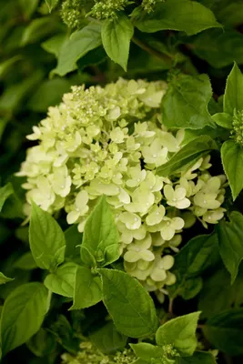 Produktbild von Hydrangea paniculata 'Little Lime', Rispenhortensie, grünlich-weiß, 40–60 cm