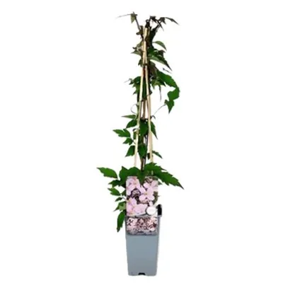 Produktbild von 2 X Clematis Montana Rubens - 2-er set Clematis Kletterpflanzen | Rosa - Mehrjährige blühende Kletterpflanzen und Winterhart - 2 x 1,5 Liter Töpfe
