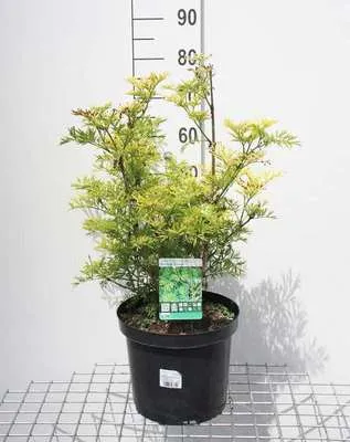 Produktbild von Sambucus nigra 'Golden Tower'® - Gelber Säulenholunder 30- 40 cm - Container
