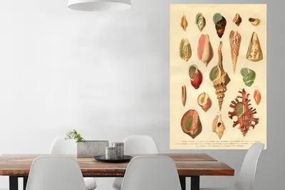 Produktbild von MuchoWow® Poster Muscheln - Vintage - Zeichnung 80x120 cm - Papierdruck